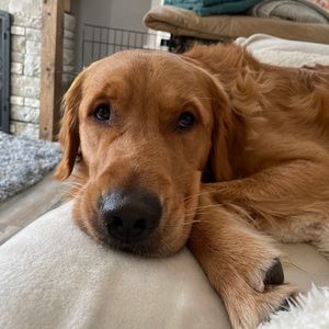 Meet your Posher, Bailey